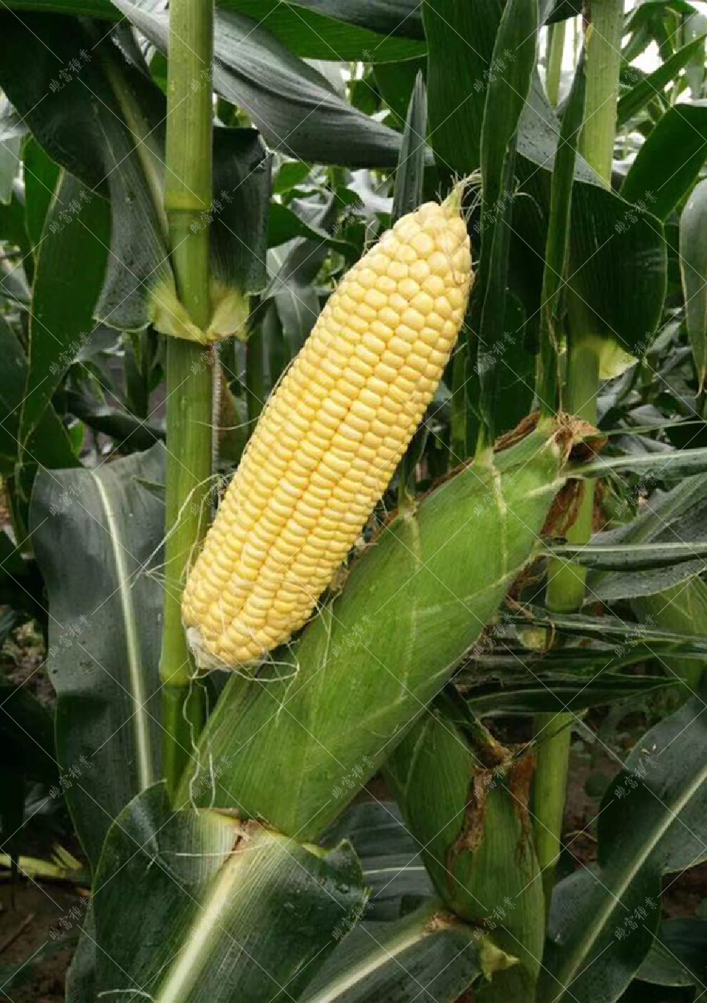 1558080402302019.jpg 52.jpg