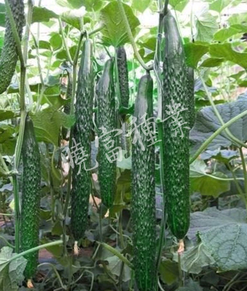 1585991739993927.jpg 08.jpg