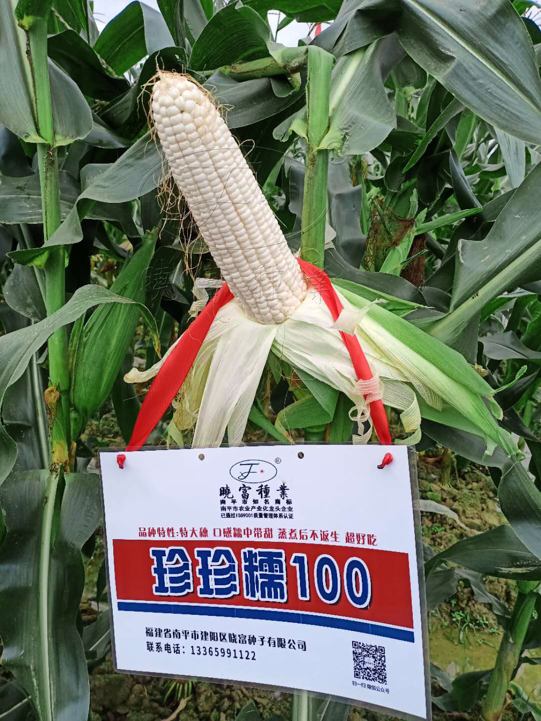 1594543031287280.jpg 4.jpg